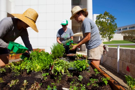 Installing the Getty Salad Garden. Photo: Abby Han