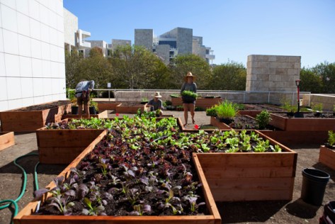 The Getty Salad Garden in progress next to the Central Garden. Photo: Abby Han