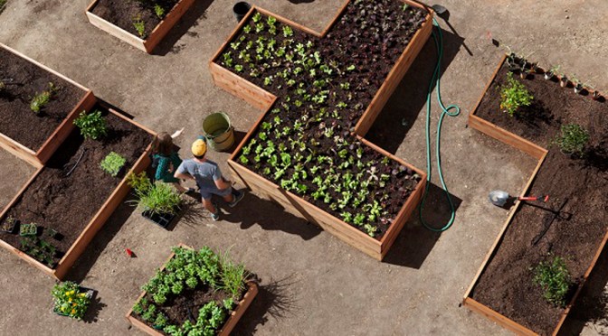 A Salad Garden Grows at the Getty
