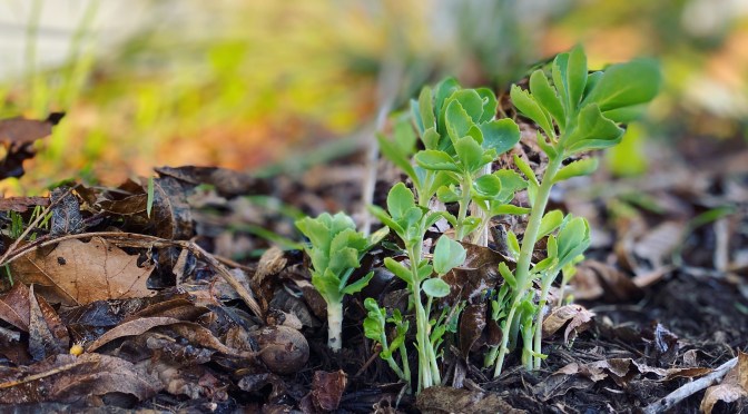 New Normals: A photo essay